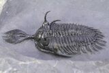 Large, Top Quality Trident Walliserops Trilobite - Timrzit, Morocco #381166-1